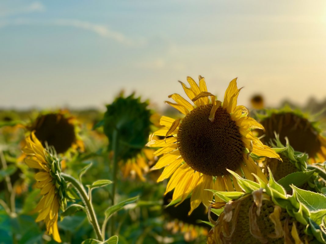 „STOP Aruncării Uleiului Alimentar Uzat”. Studiu elaborat privind colectarea și utilizarea uleiului alimentar uzat „STOP Aruncării Uleiului Alimentar Uzat”. Studiu elaborat privind colectarea și utilizarea uleiului alimentar uzat